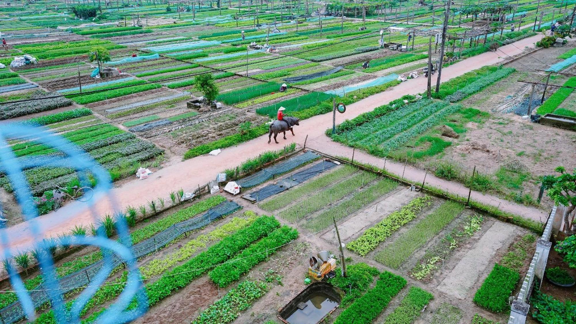 Tra Que Green Villa Hoi An Zewnętrze zdjęcie